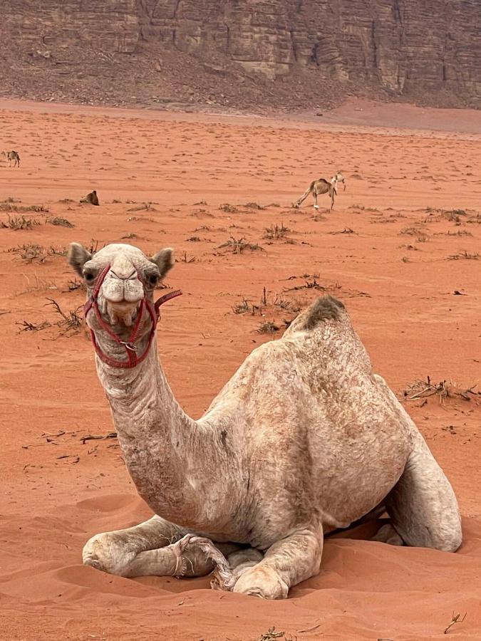 Wadi Rum Trip 외부 사진